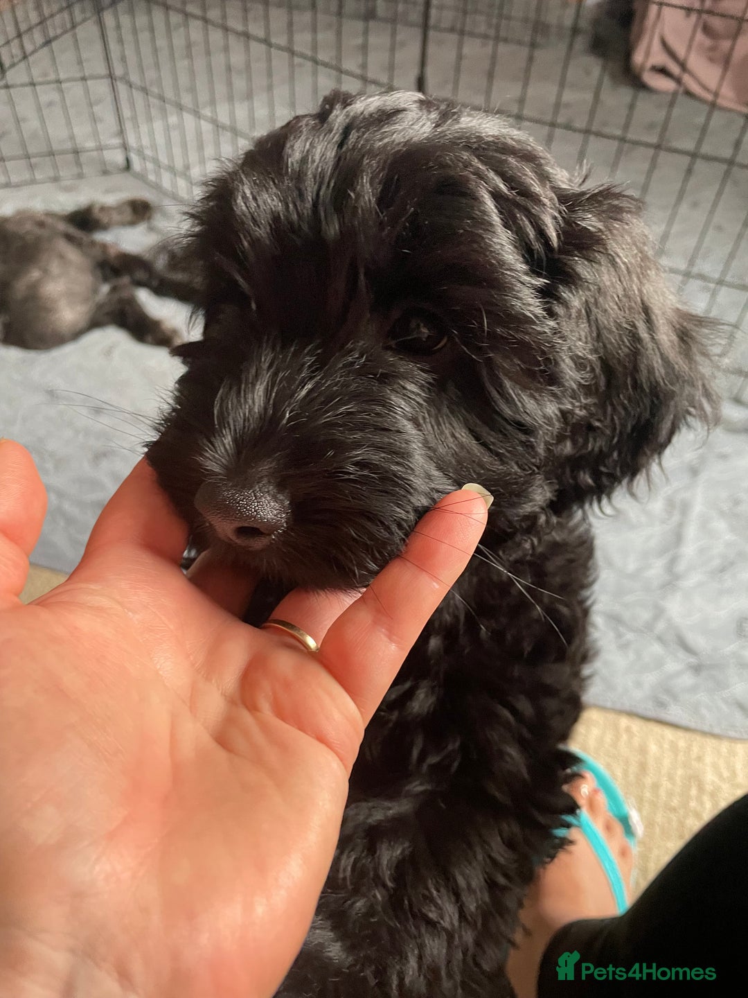 Sproodle dogs for sale: REDUCED 2 x Beautiful F2 Sproodle Girls VACCINATED - Image 29