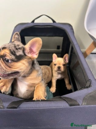 French Bulldog dogs Stunning French Bulldog Puppies for Sale  - Advert 1