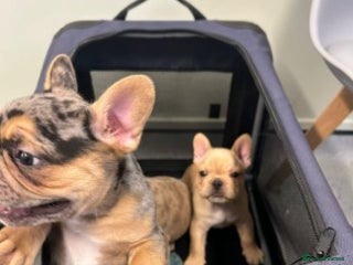 French Bulldog dogs Stunning French Bulldog Puppies for Sale - Advert 1