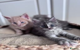 Maine Coon cats for sale: 🌟🌟Beautiful Maine Coon kittens 🌟🌟 - Image 3