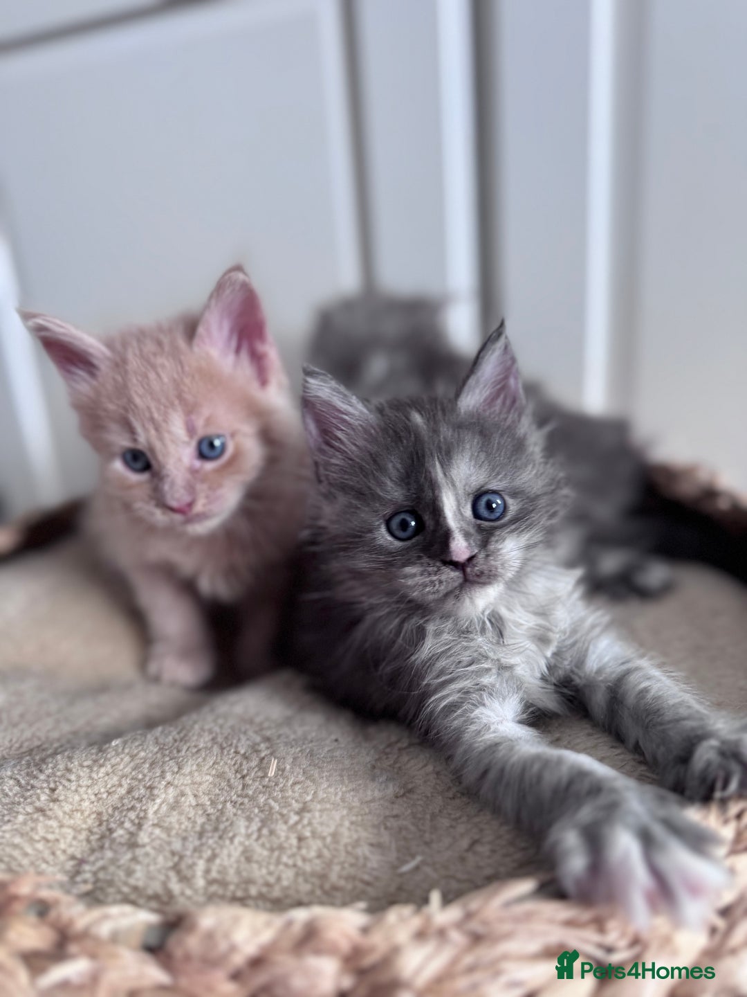 Maine Coon cats for sale: 🌟🌟Beautiful Maine Coon kittens 🌟🌟 - Image 3