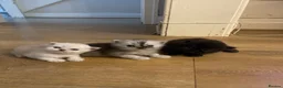 Persian cats for sale: 3 beautiful pure bred Persian kitten - Advert 4