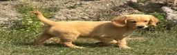 Golden Retriever dogs for sale: KC Healthy Golden Retriever Puppies - Advert 3