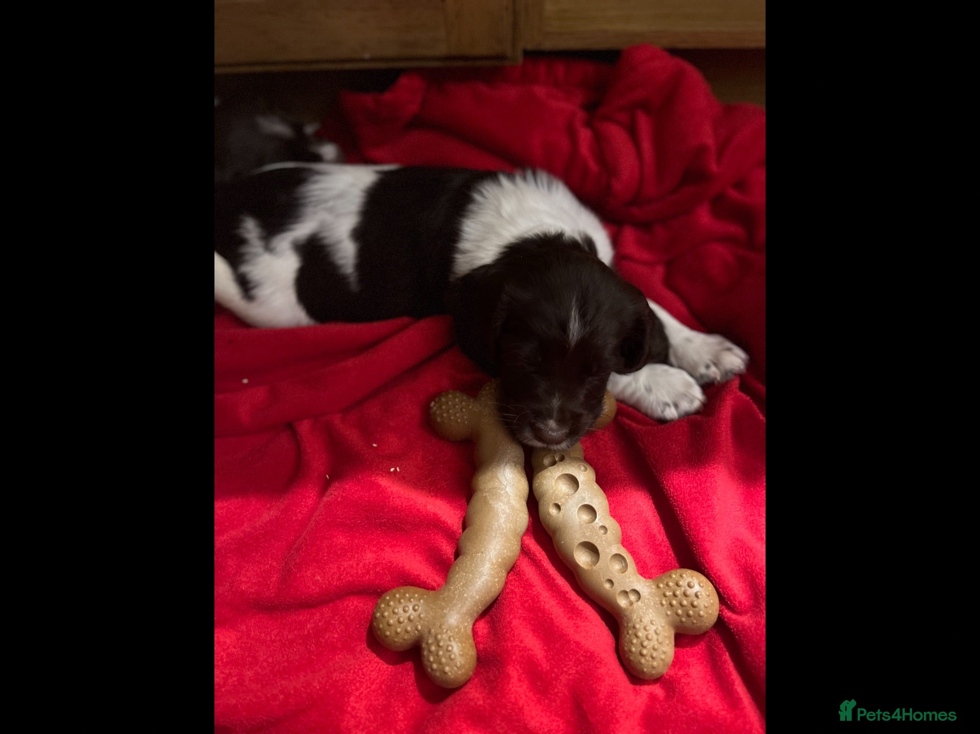 English Springer Spaniel dogs GORGEOUS ENGLISH SPRINGER SPANIEL PUPPIES - Advert 2