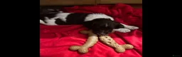 English Springer Spaniel dogs for sale: GORGEOUS ENGLISH SPRINGER SPANIEL PUPPIES - Advert 2