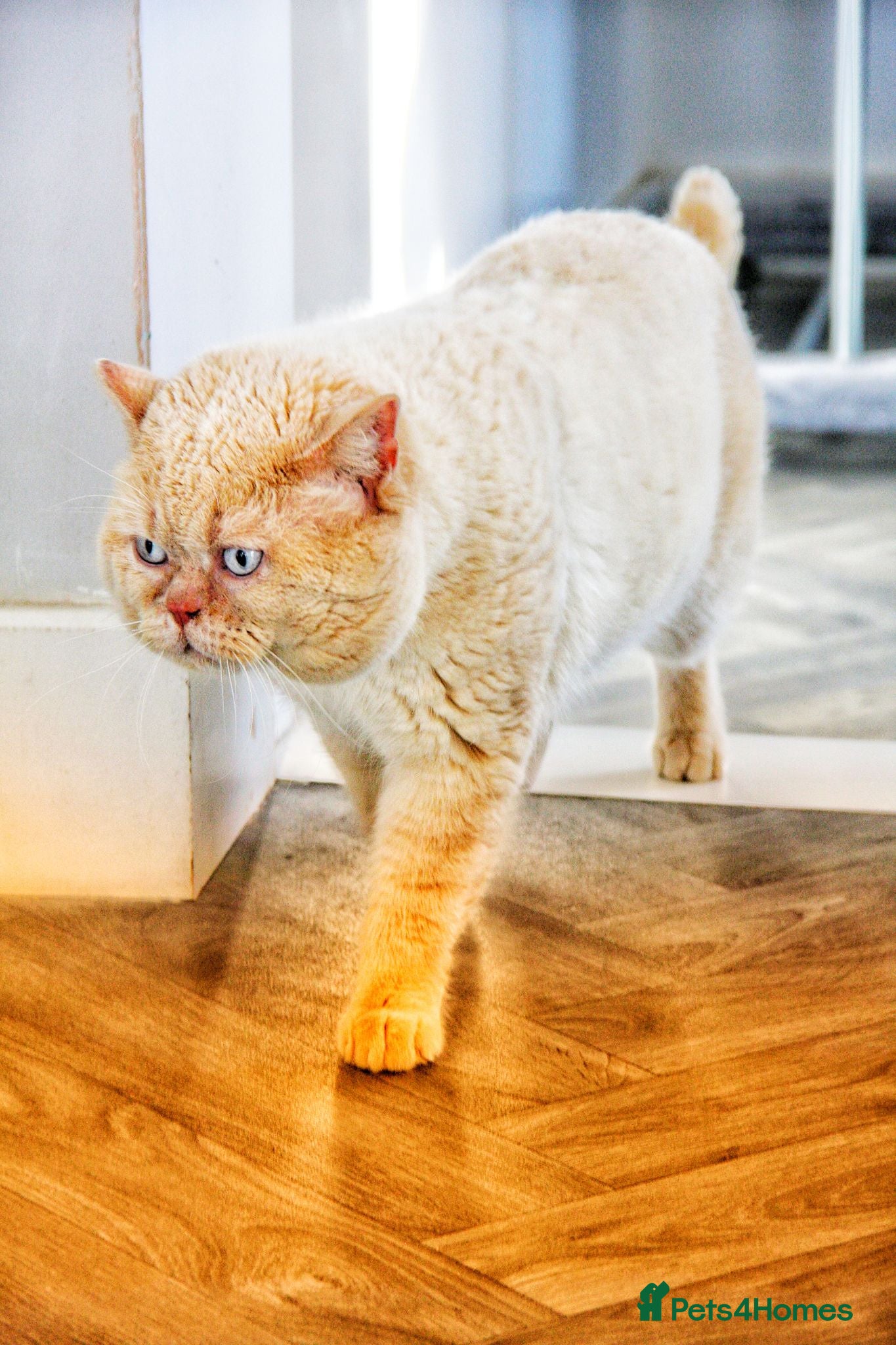 British Shorthair cats Flame colourpoint Active Stud cat Zeus - Advert 14