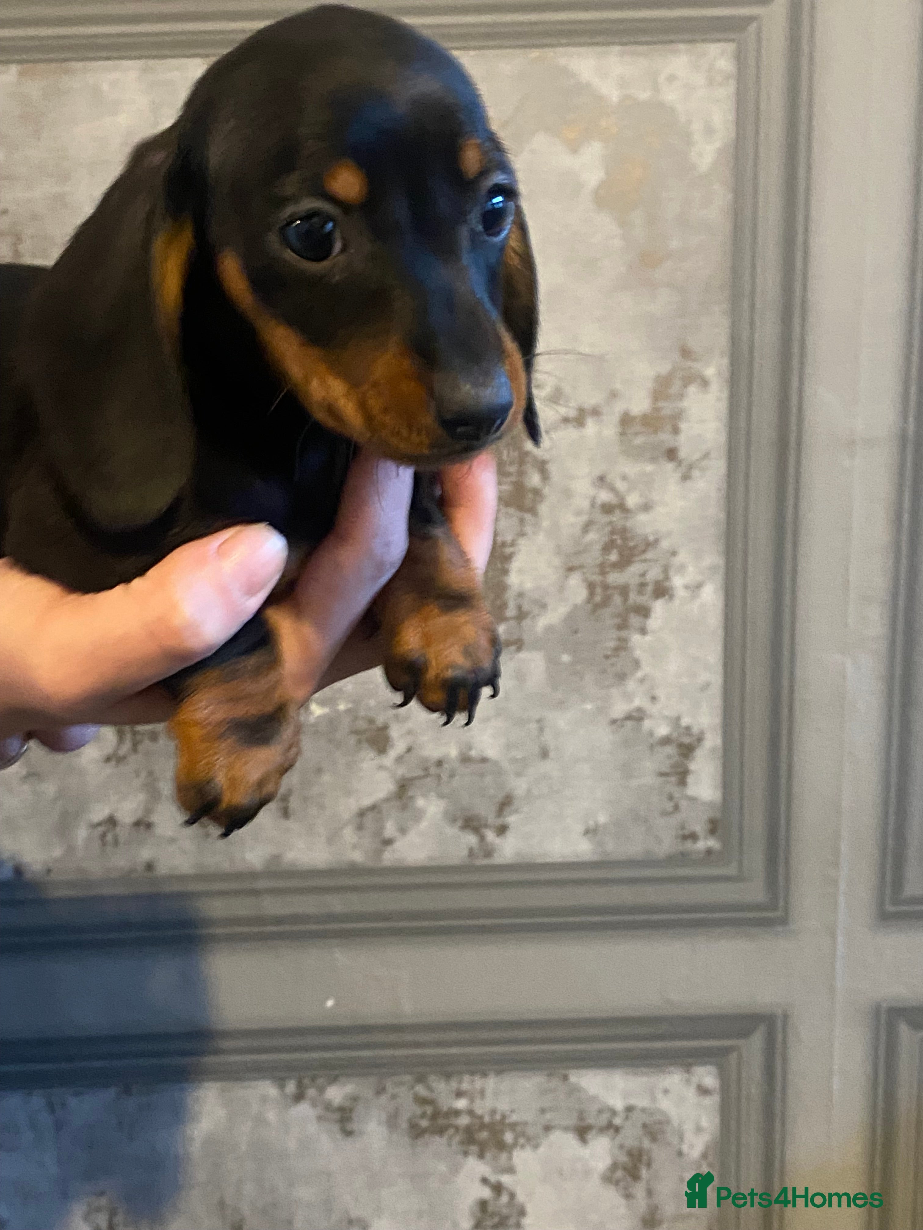 Dachshund dogs Three dachshund’s ready to go now!!! - Advert 15