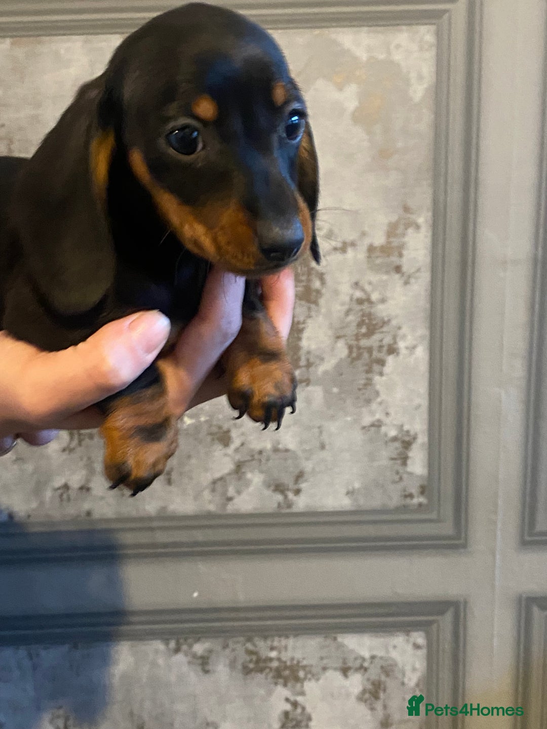 Dachshund dogs for sale: Three dachshund’s ready to go now!!! - Advert 2