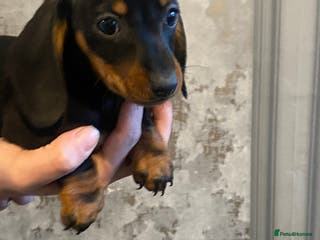 Dachshund dogs Three dachshund’s ready to go now!!! - Advert 15