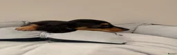 Miniature Dachshund dogs for sale: READY NOW Kc reg boys & girls - Advert 33