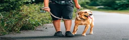 Labrador Retriever dogs for sale: Buddy  - Advert 2