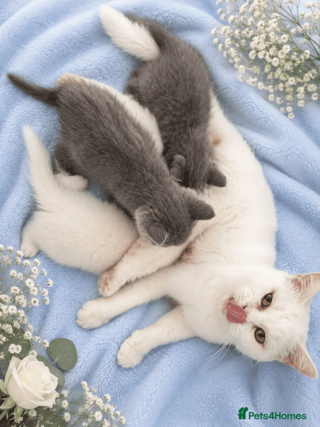 British Shorthair cats for sale: 💙🤍🤎 BSH Kittens – Chocolate, Blue & White  - Advert 15