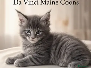 Maine Coon cats 3 Maine Coon kittens left & can do payment plan - Advert 4