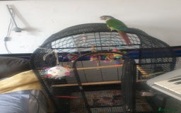 Conures birds for sale: Stunning Tame Conure - Image 6