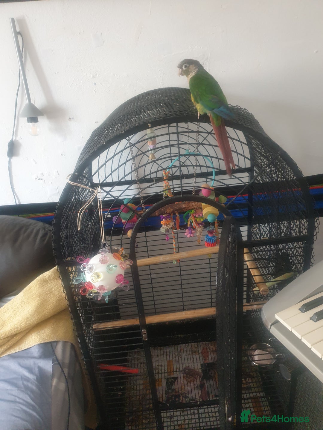 Conures birds for sale: Stunning Tame Conure - Image 6