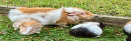 Guinea Pig rodents for sale: Baby Guinea Pigs for sale - Advert 7