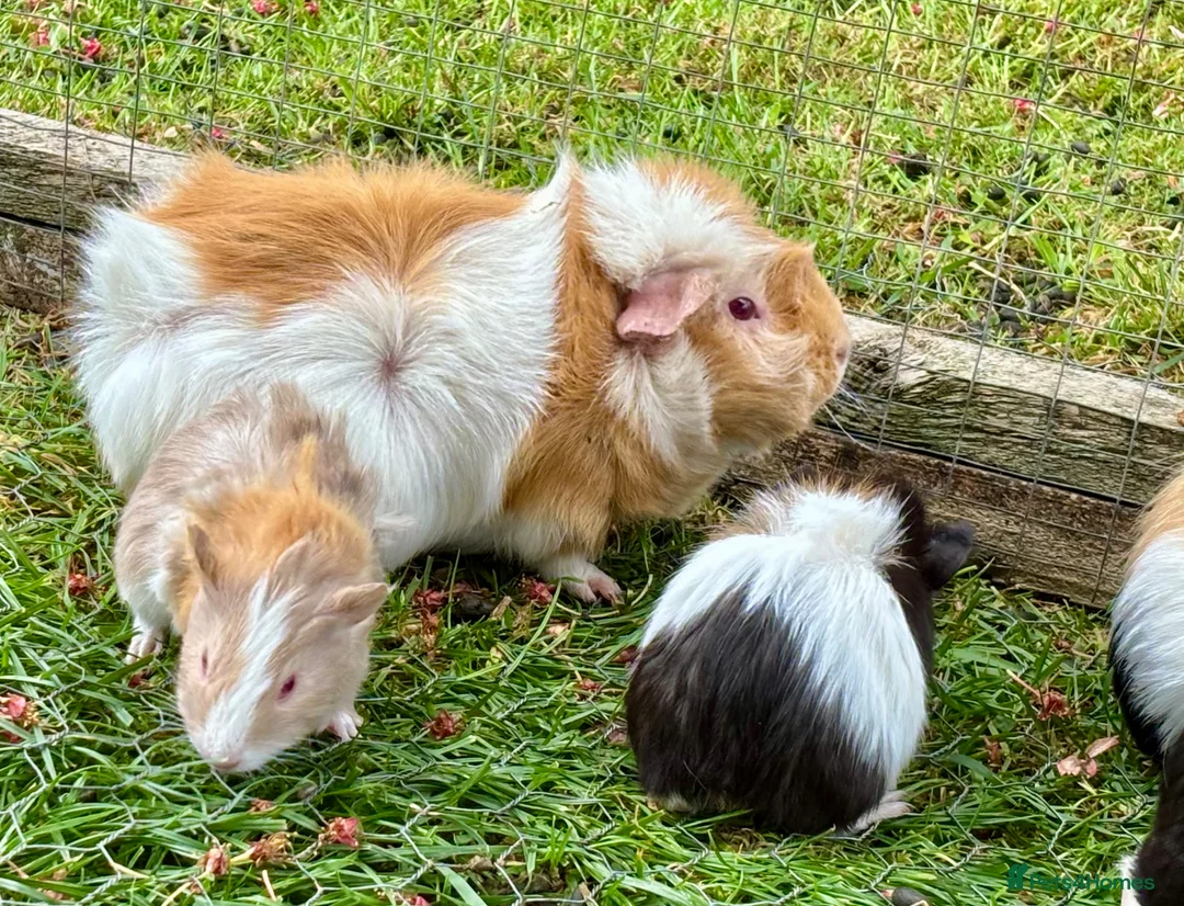 Guinea Pig rodents for sale: Baby Guinea Pigs for sale - Advert 7
