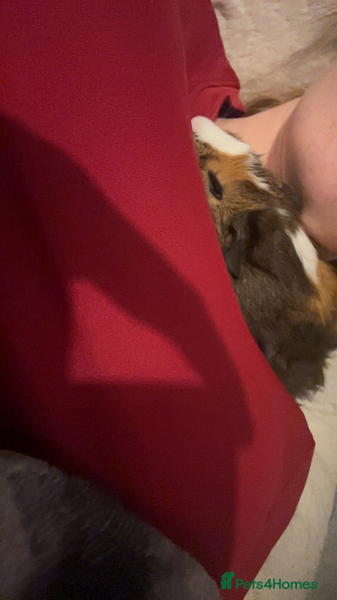 Guinea Pig rodents for sale: guinea pig  - Advert 2