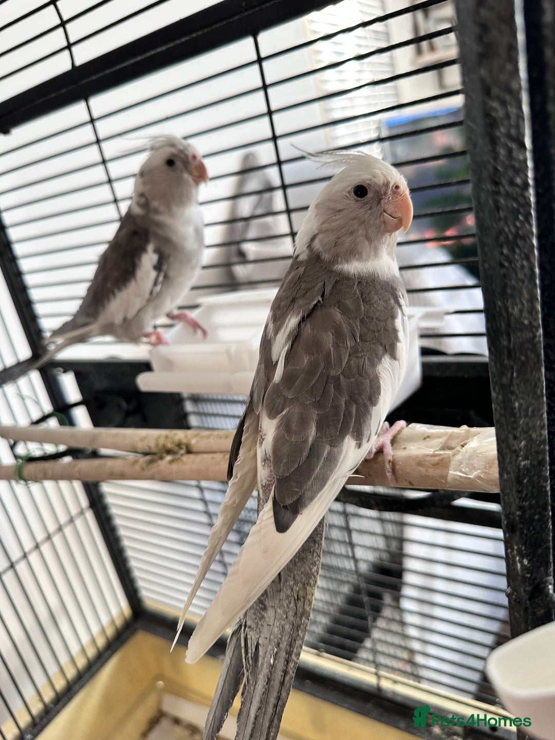 Cockatiels birds for sale: A pair of cockatiels - Image 2