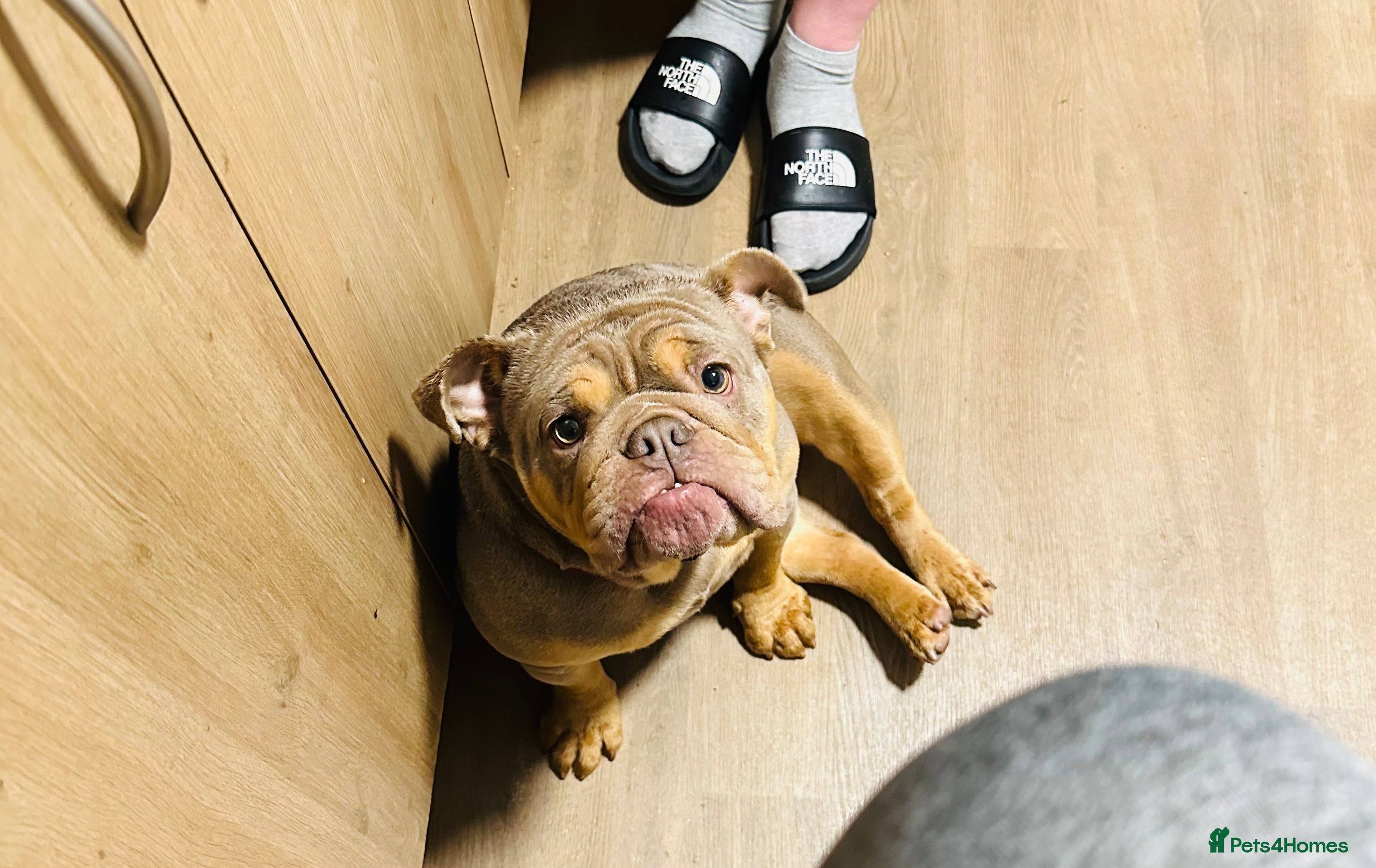 English Bulldog dogs British Bulldog (nbs) blue & Tan bitch  - Advert 2