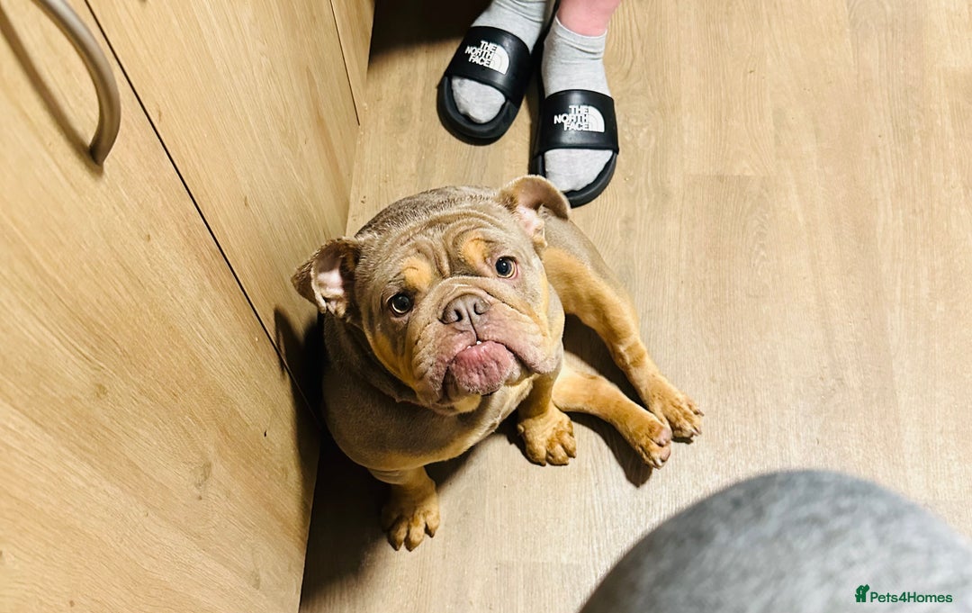 English Bulldog dogs for sale: British Bulldog (nbs) blue & Tan bitch  - Advert 1