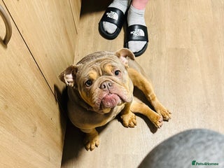 English Bulldog dogs British Bulldog (nbs) blue & Tan bitch - Advert 1