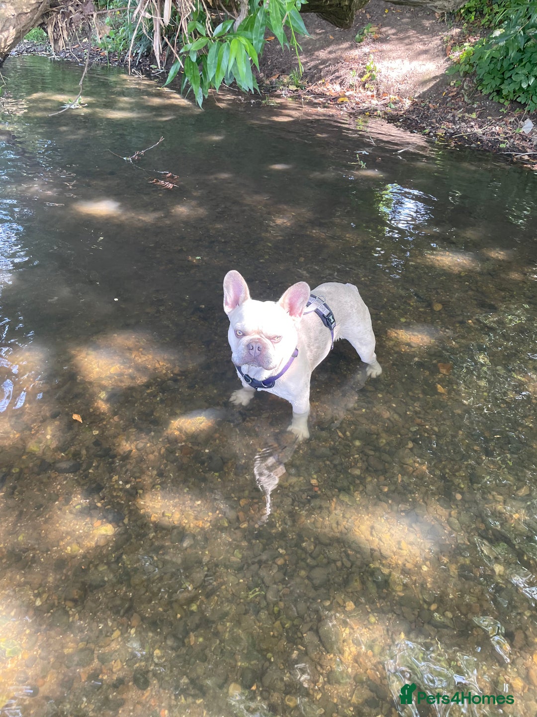French Bulldog dogs for stud: Bernie  - Image 7