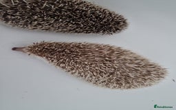 Pygmy Hedgehog rodents for sale: Last stunning female african pygmy hedgehog - Advert 3