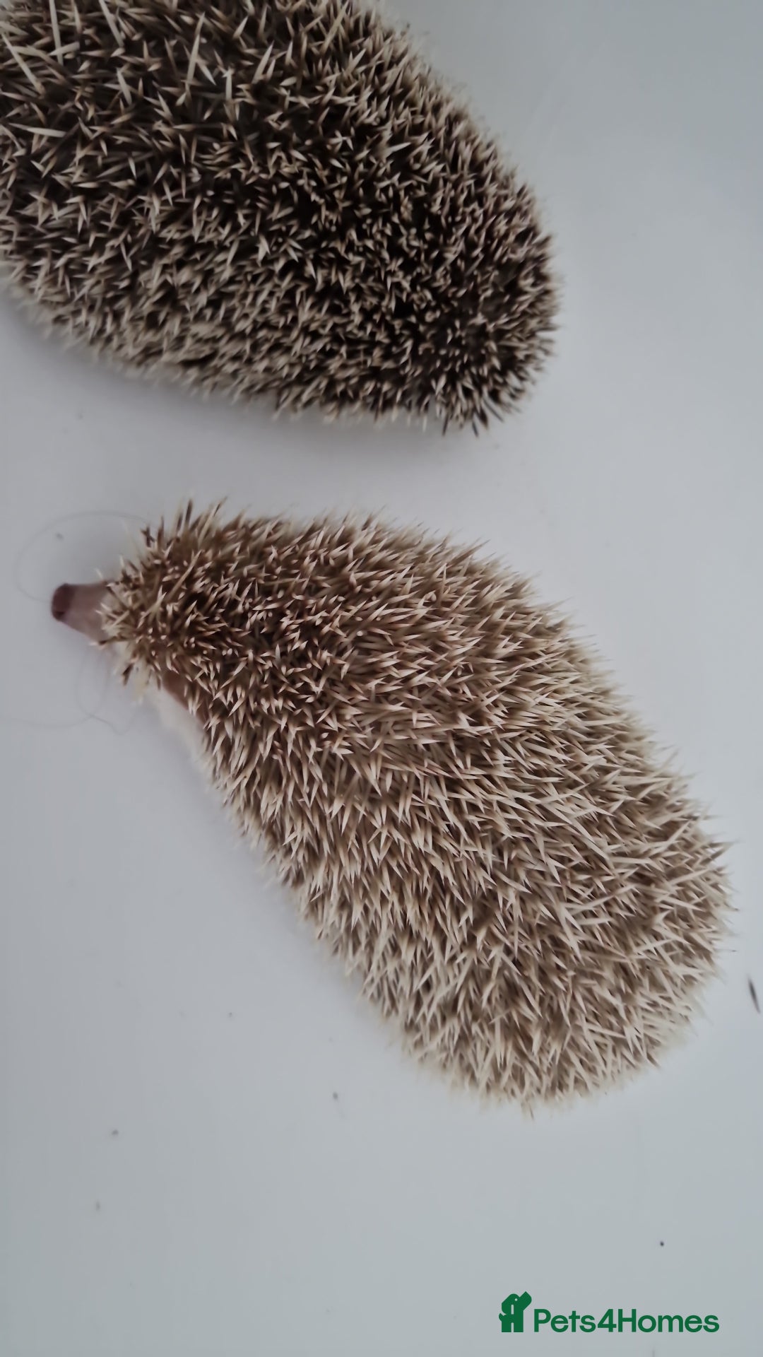 Pygmy Hedgehog rodents for sale: Last stunning female african pygmy hedgehog - Advert 3