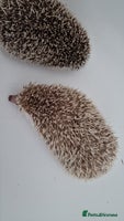 Pygmy Hedgehog rodents Last stunning female african pygmy hedgehog - Advert 3