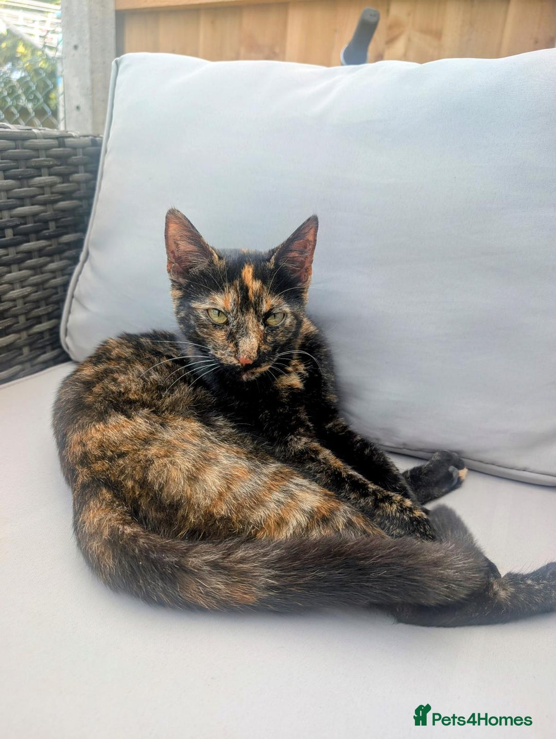 Mixed Breed cats for sale: Cat-rehome - Advert 2