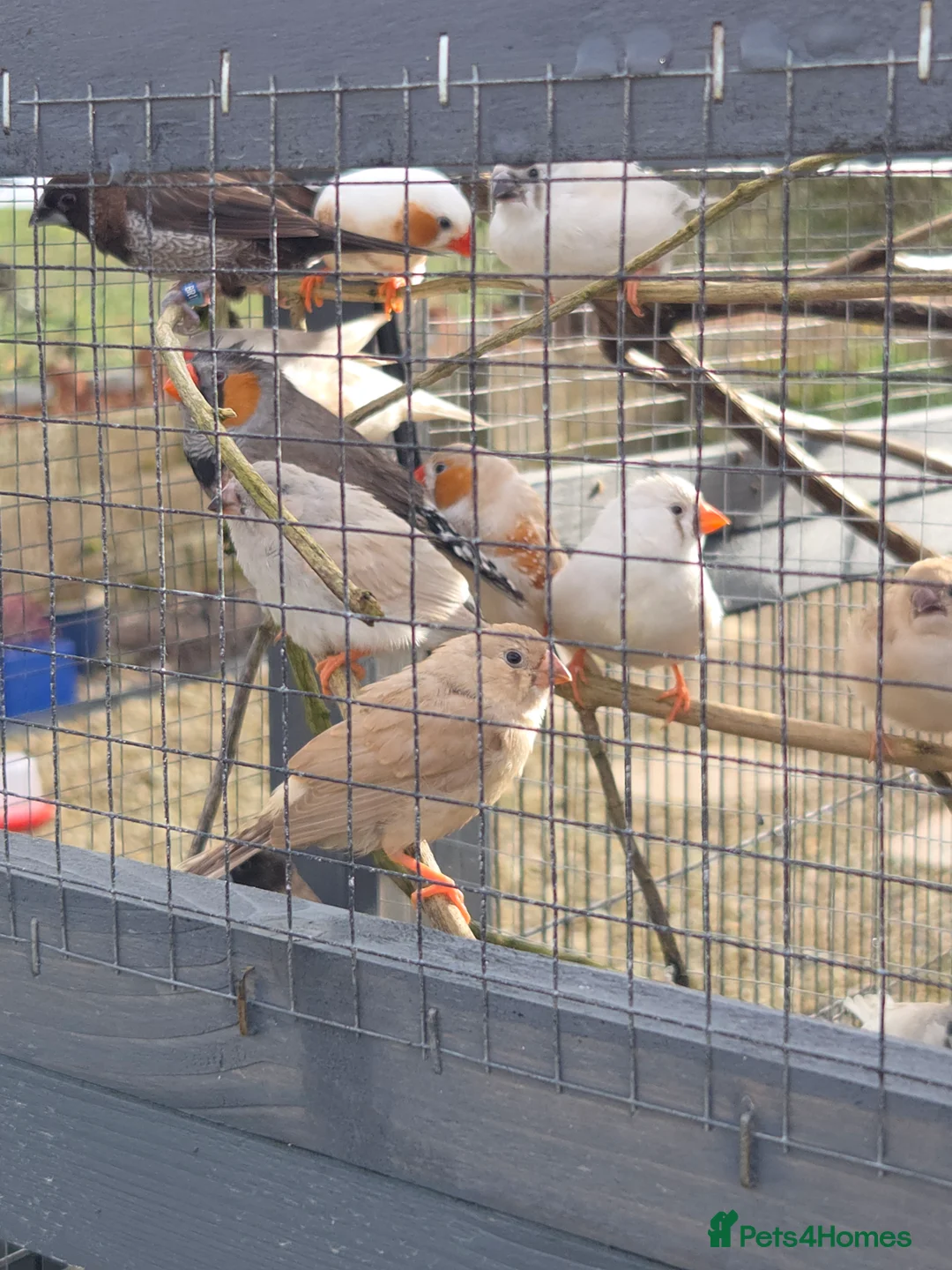 Finches birds for sale: Mixed aviary and indoor breed Zebra finches - Advert 2