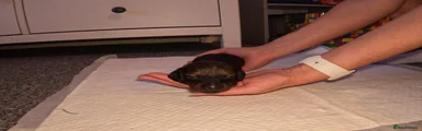 Miniature Dachshund Puppy 4