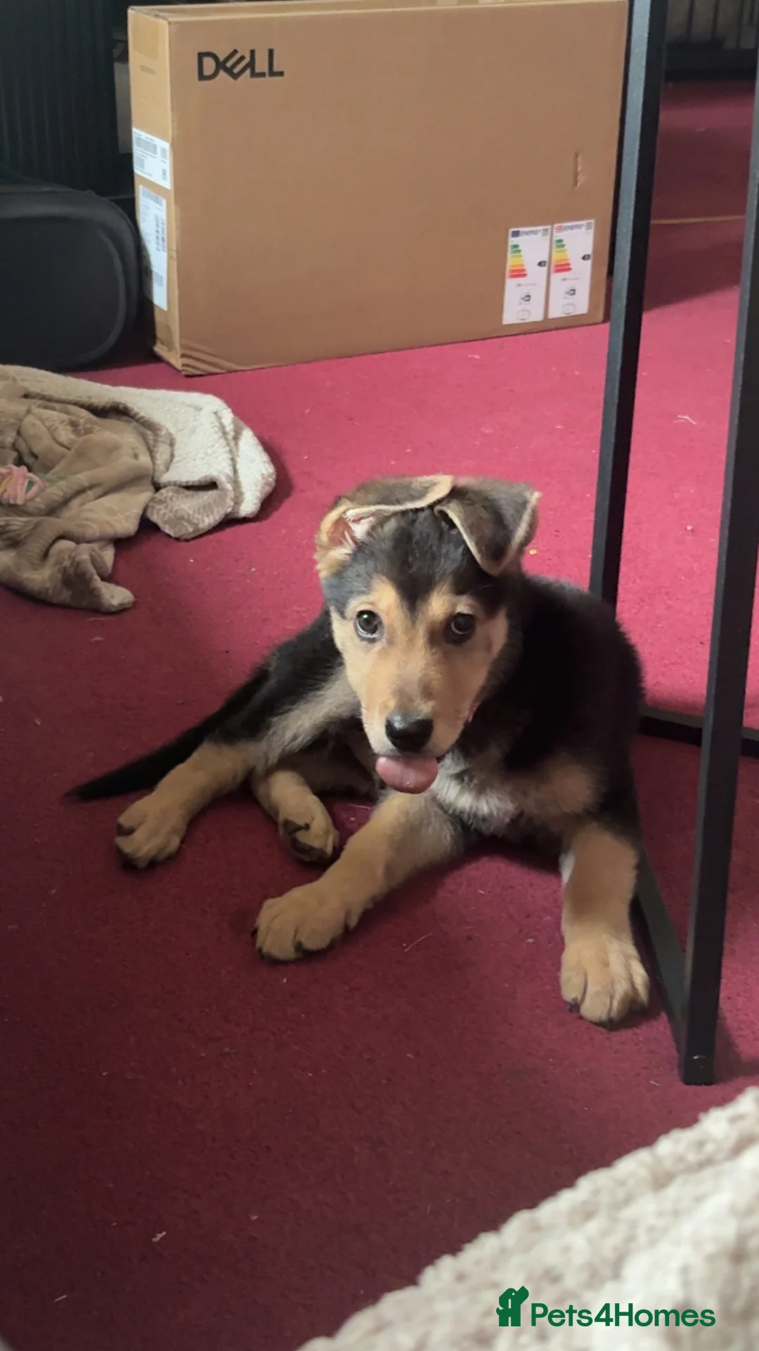 Mixed Breed dogs for sale: Urgent rehome needed for Axel. - Advert 5