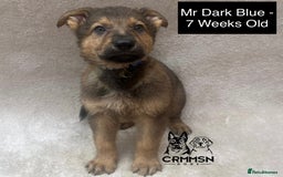 German Shepherd dogs for sale: Exceptional KC Reg Czech Line German Shepherd Pups in Nottingham - Image 4