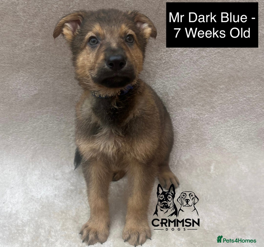 German Shepherd dogs for sale: Exceptional KC Reg Czech Line German Shepherd Pups in Nottingham - Image 4