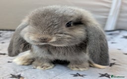 French Lop rabbits for sale: Beautiful Purebred French Lops For Sale - Image 13