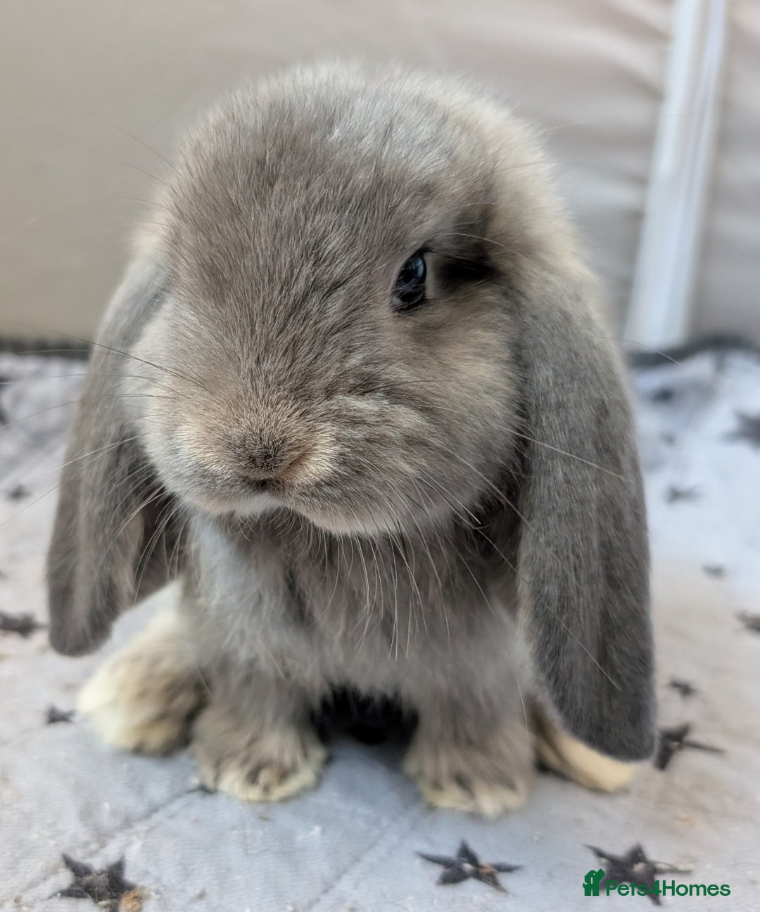 French Lop rabbits for sale: Beautiful Purebred French Lops For Sale - Image 13