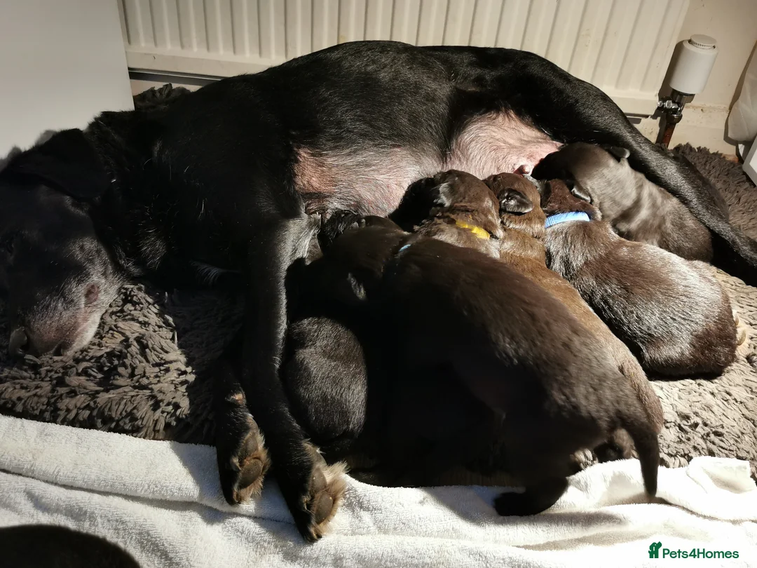 Borador dogs for sale: Adorable Lab x Collie pups - Advert 5