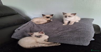 Ragdoll cats - Advert 13