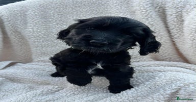 Cocker Spaniel dogs - Advert 16