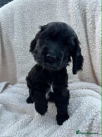 Cocker Spaniel dogs - Advert 5