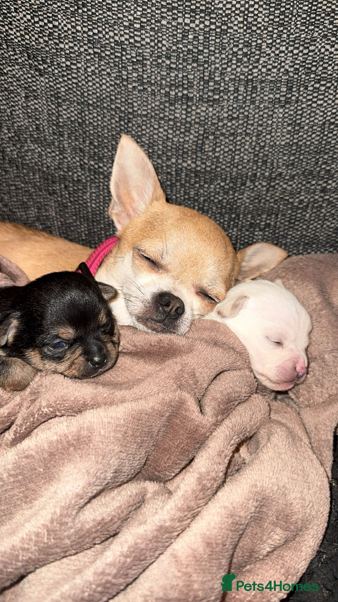 Chihuahua dogs for sale: Chihuahua puppies  - Advert 7