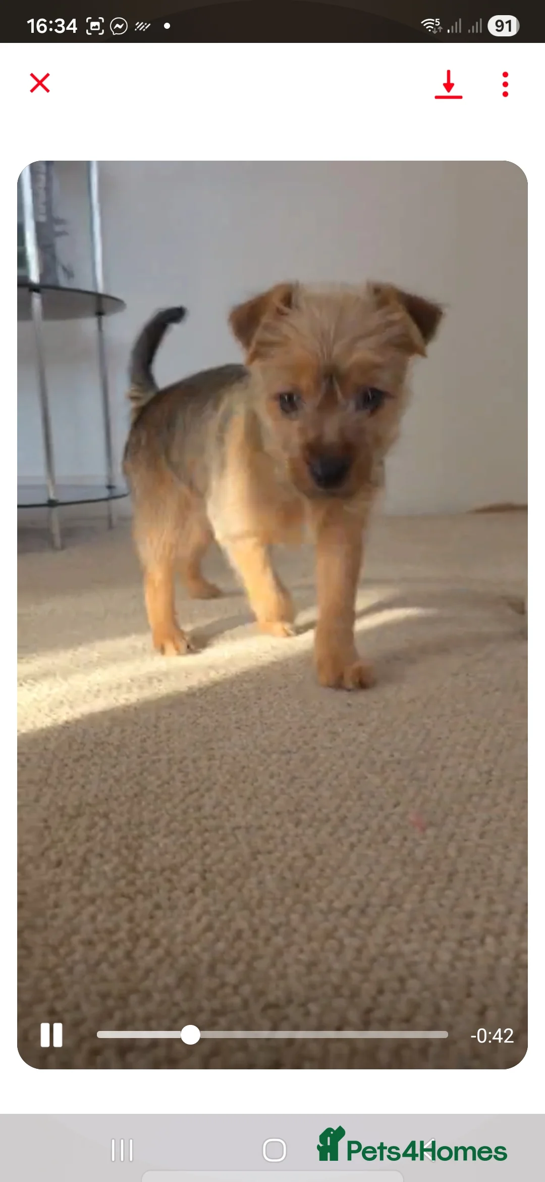 Yorkshire Terrier dogs for sale: Yorkshire Terrier Puppie  in Leeds - Advert 2