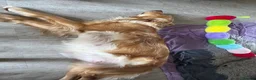 Golden Retriever dogs for sale: Golden Retriever Puppies – Ready from 12th June - Advert 6