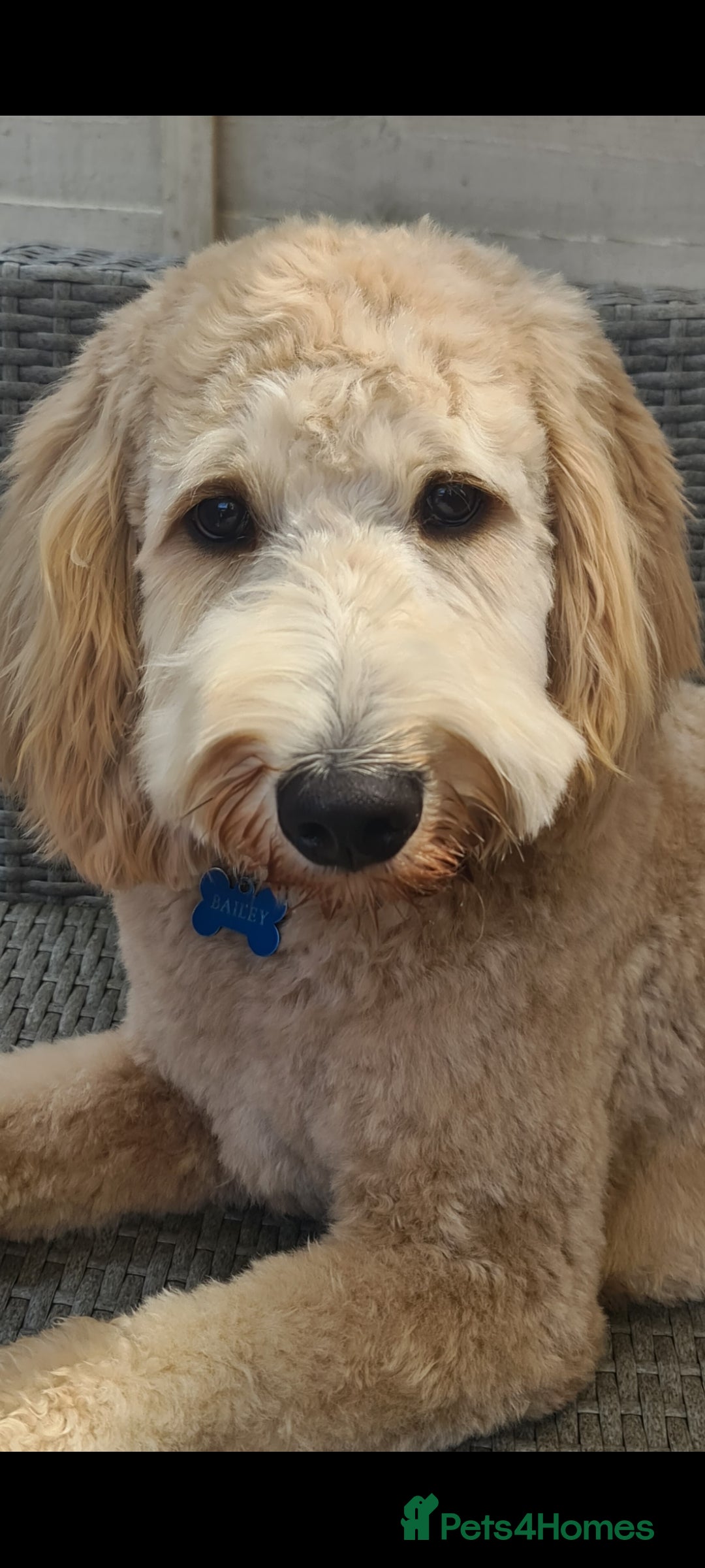 Labradoodle dogs Outstanding labradoodle stud  in Havant - Advert 2