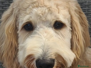 Labradoodle dogs in Havant - Advert 4