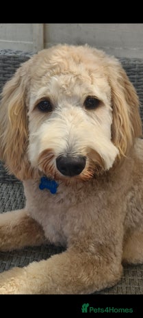 Labradoodle dogs in Havant - Advert 1