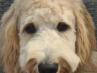 Labradoodle dogs Outstanding labradoodle stud in Havant - Advert 9