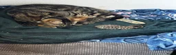 Mixed Breed cats for sale: Tabby kittens for sale in Plymouth - Advert 9
